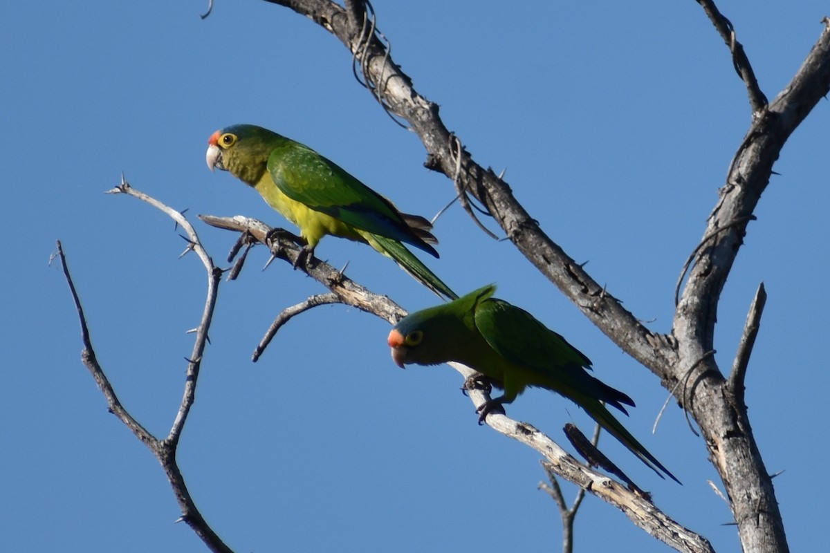 Orange-fronted Parakeet - ML611891355