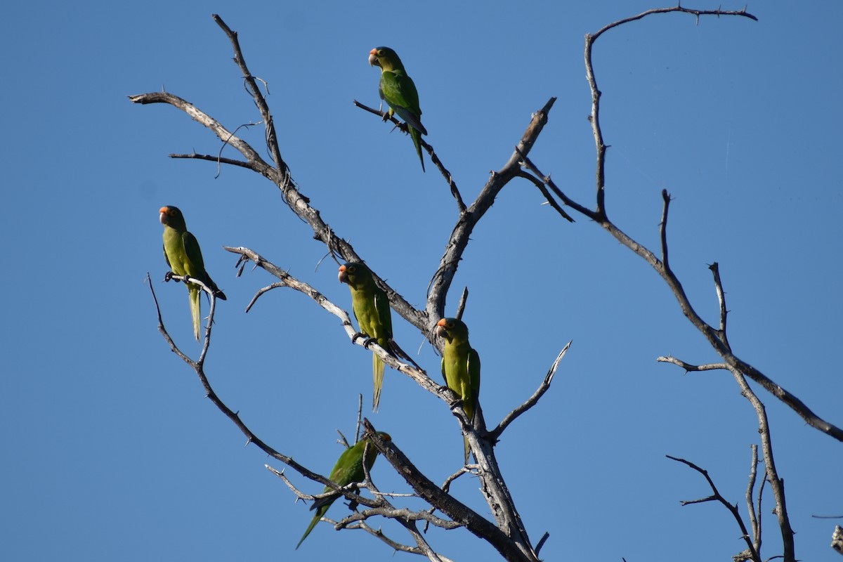 Orange-fronted Parakeet - ML611891358