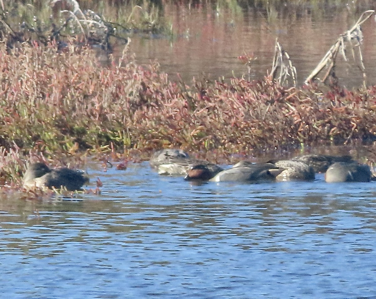 Green-winged Teal - George Chrisman