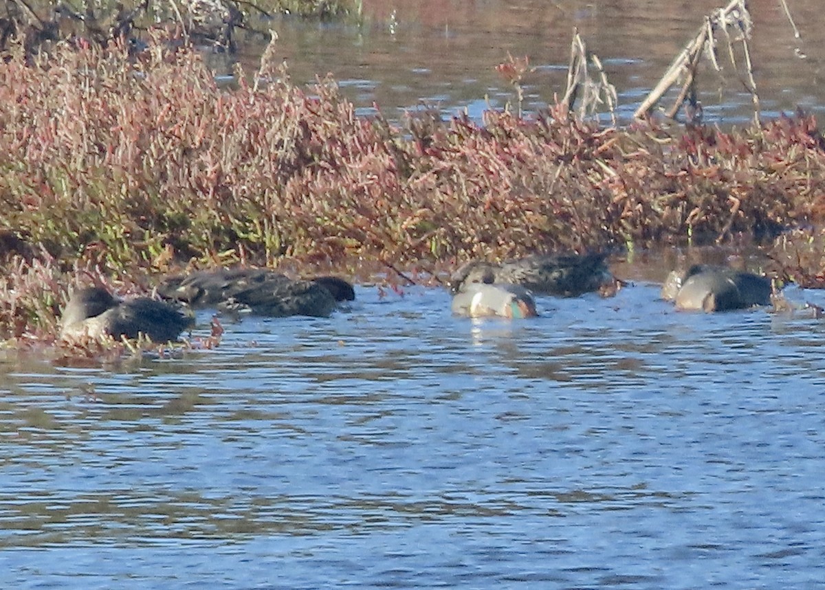 Green-winged Teal - ML611891414