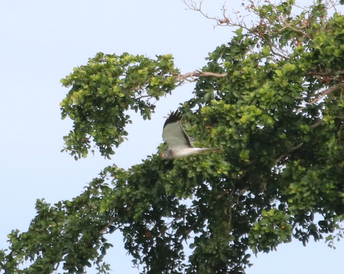 Northern Harrier - ML611891416