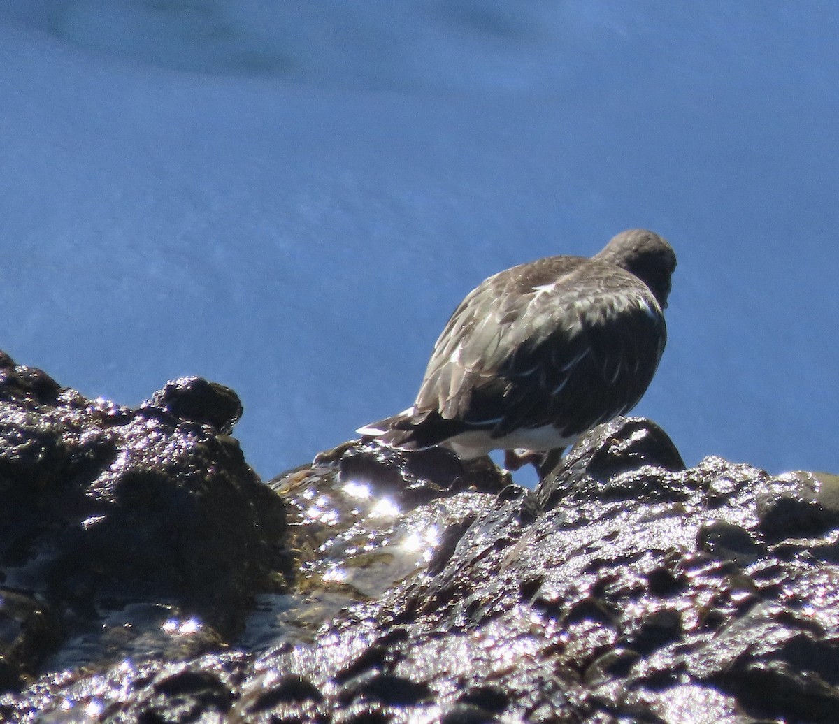 Black Turnstone - ML611891441