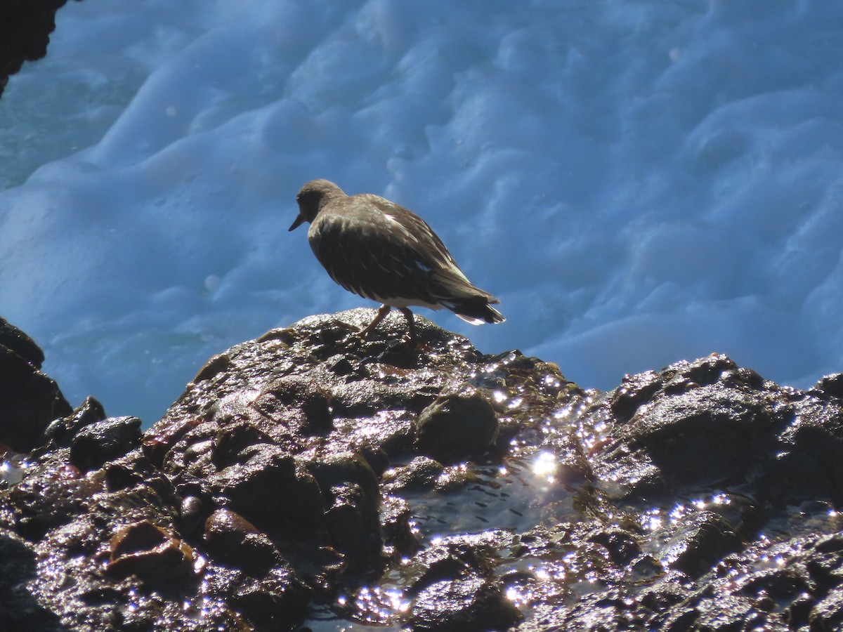 Black Turnstone - ML611891443