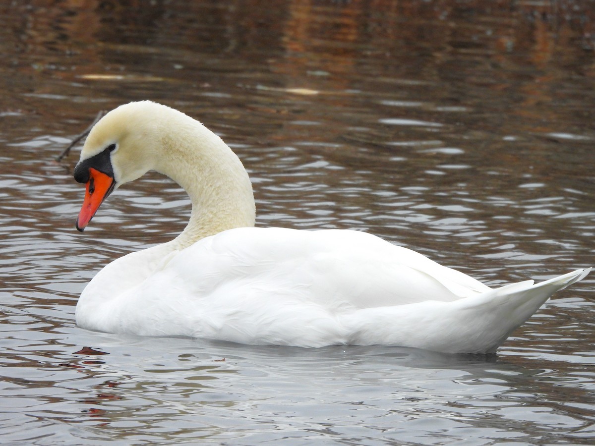 Mute Swan - Paul McKenzie