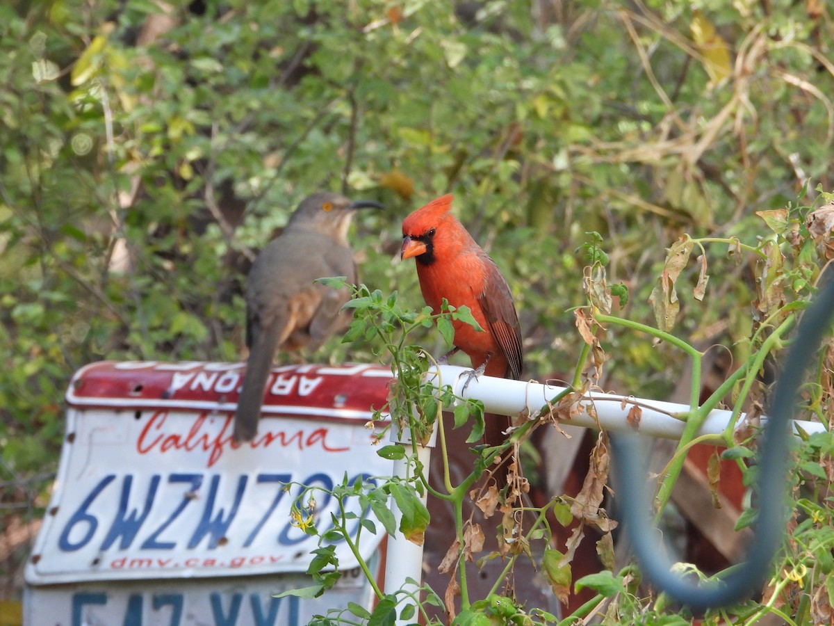 Cardinal rouge - ML611891490