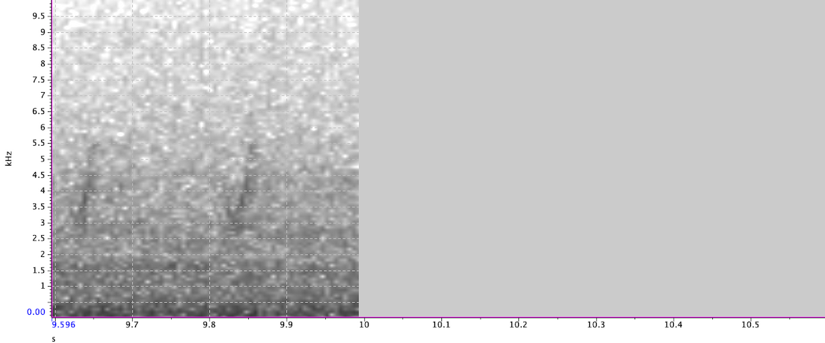 Red Crossbill (Douglas-fir or type 4) - ML611891502