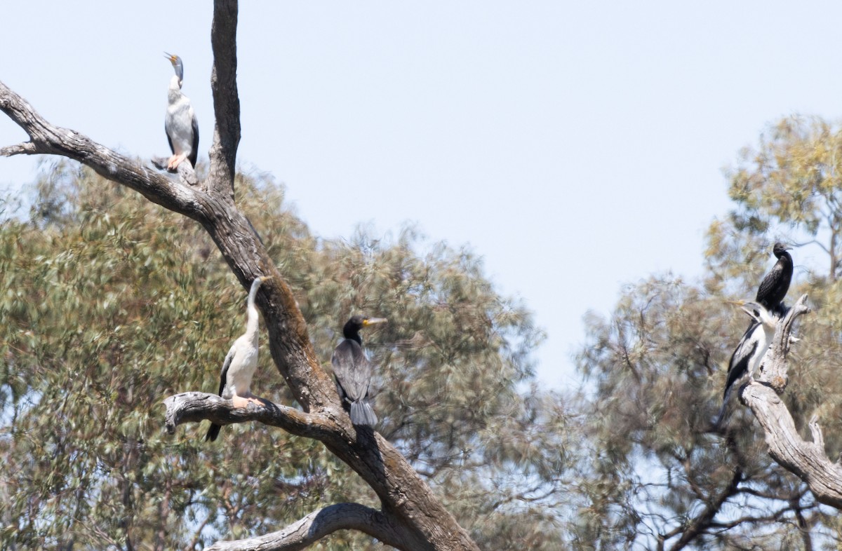 anhinga australská - ML611891503