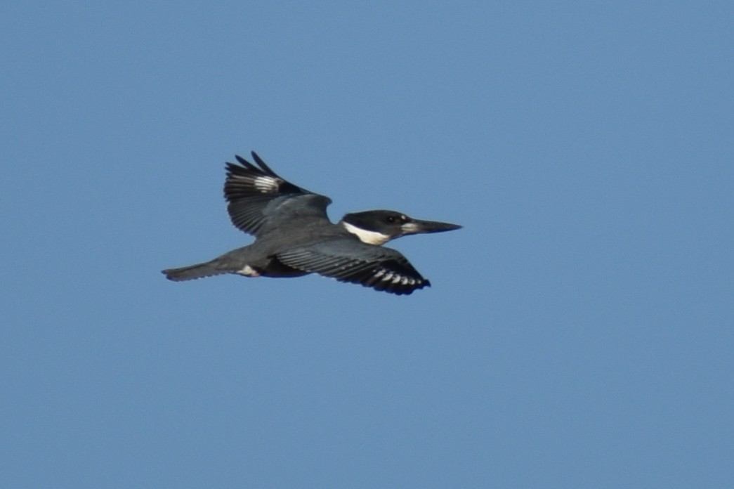 Belted Kingfisher - ML611891545