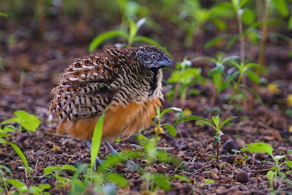 Barred Buttonquail - ML611891571