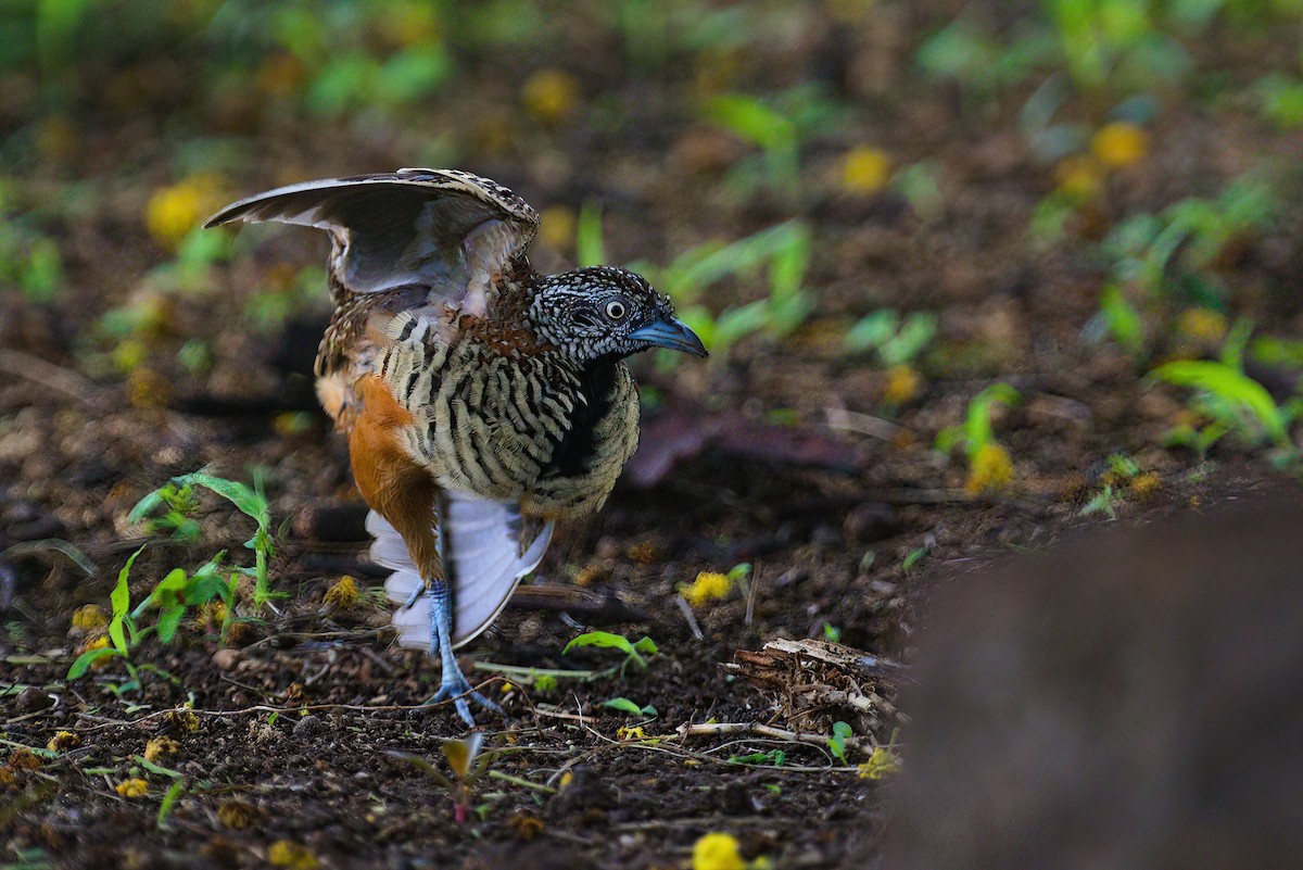 Barred Buttonquail - Yogish Holla