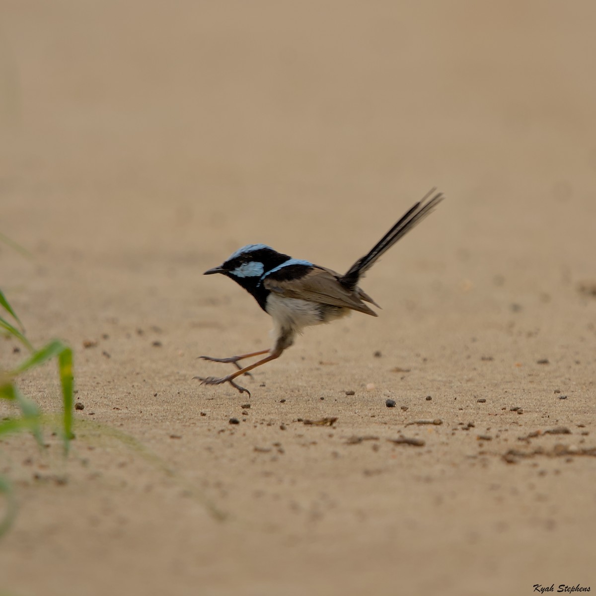 Superb Fairywren - ML611891589