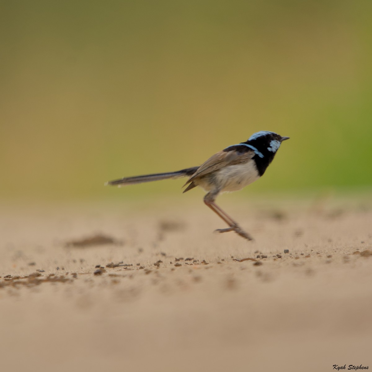 Superb Fairywren - ML611891594