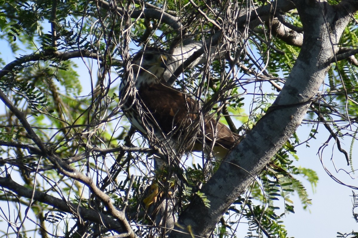 Gray Hawk - ML611891619