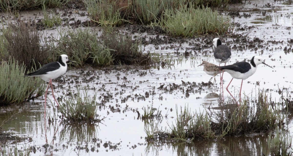 Pied Stilt - ML611891629