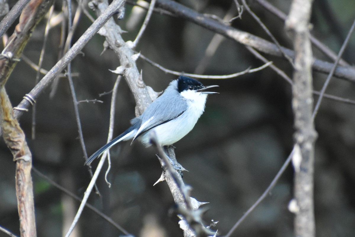 White-lored Gnatcatcher - ML611891633