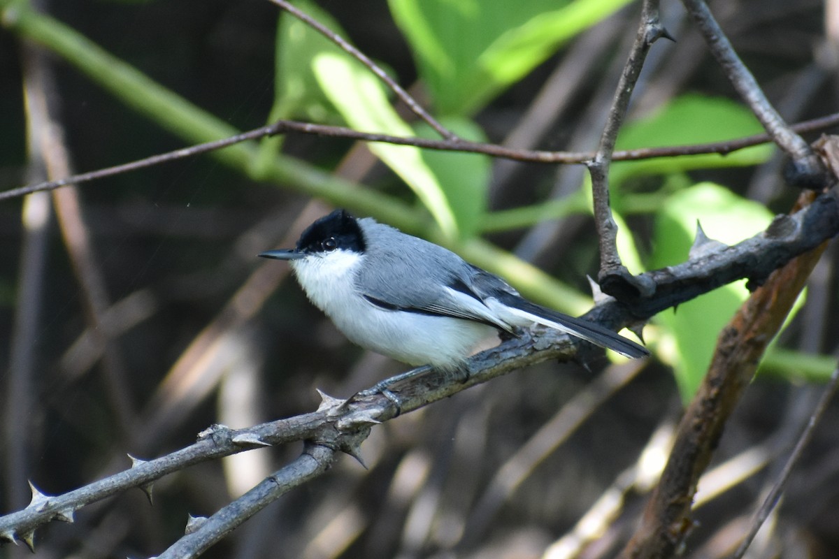 White-lored Gnatcatcher - ML611891634