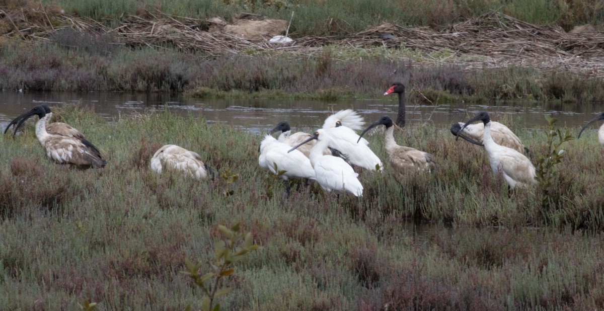 Royal Spoonbill - ML611891636