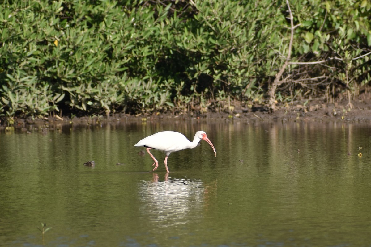 White Ibis - ML611891646