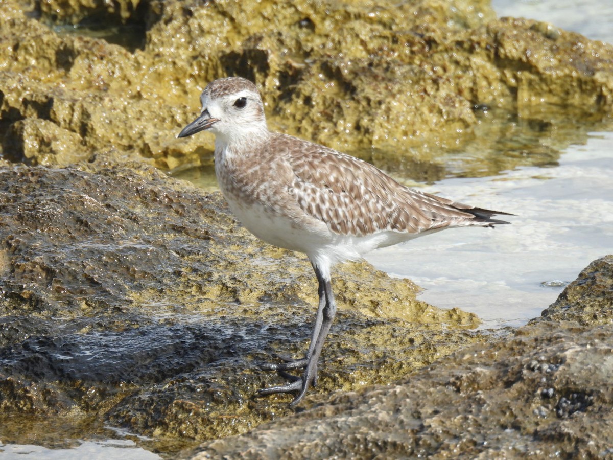 Black-bellied Plover - ML611891654