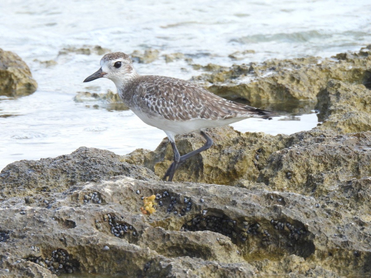 Black-bellied Plover - ML611891661