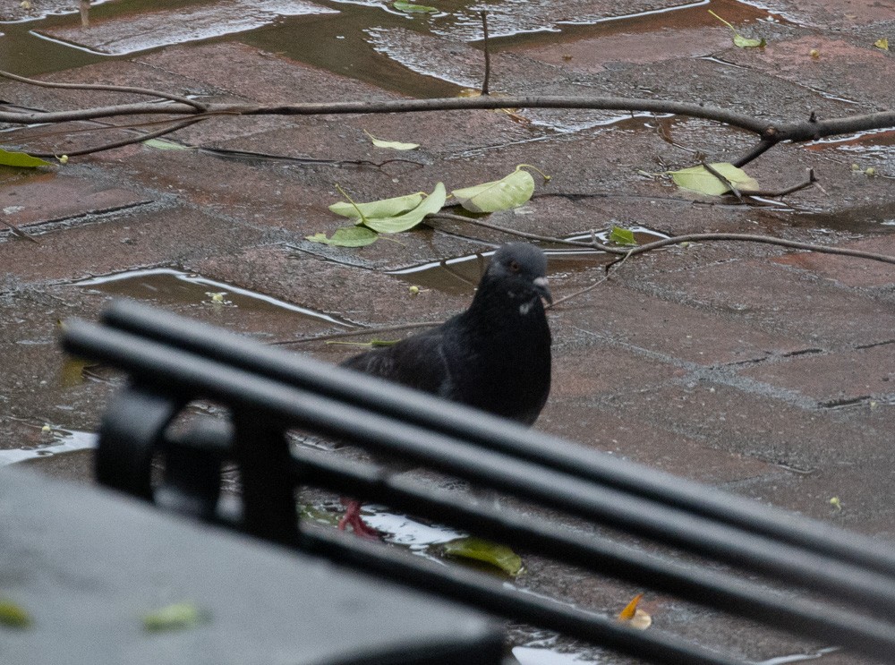 Rock Pigeon (Feral Pigeon) - ML611891734