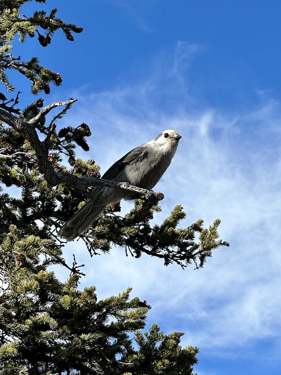 Canada Jay - ML611891743
