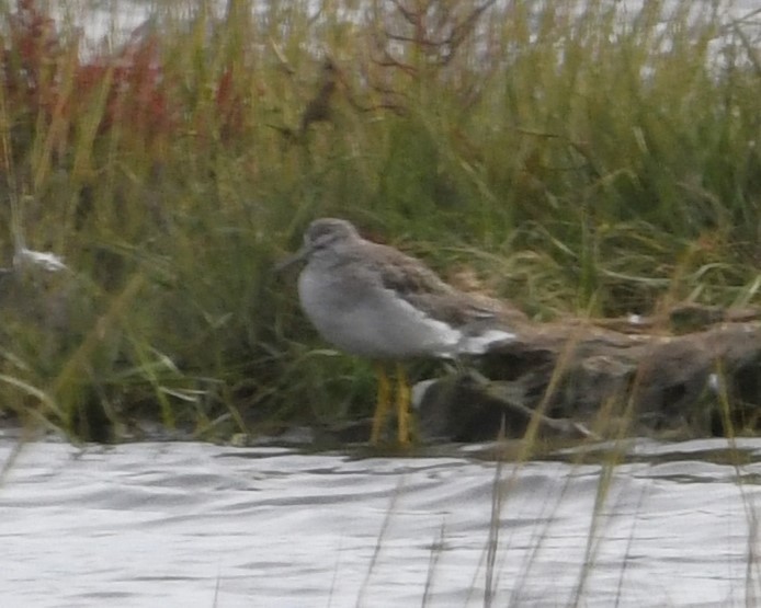 Greater Yellowlegs - ML611891765