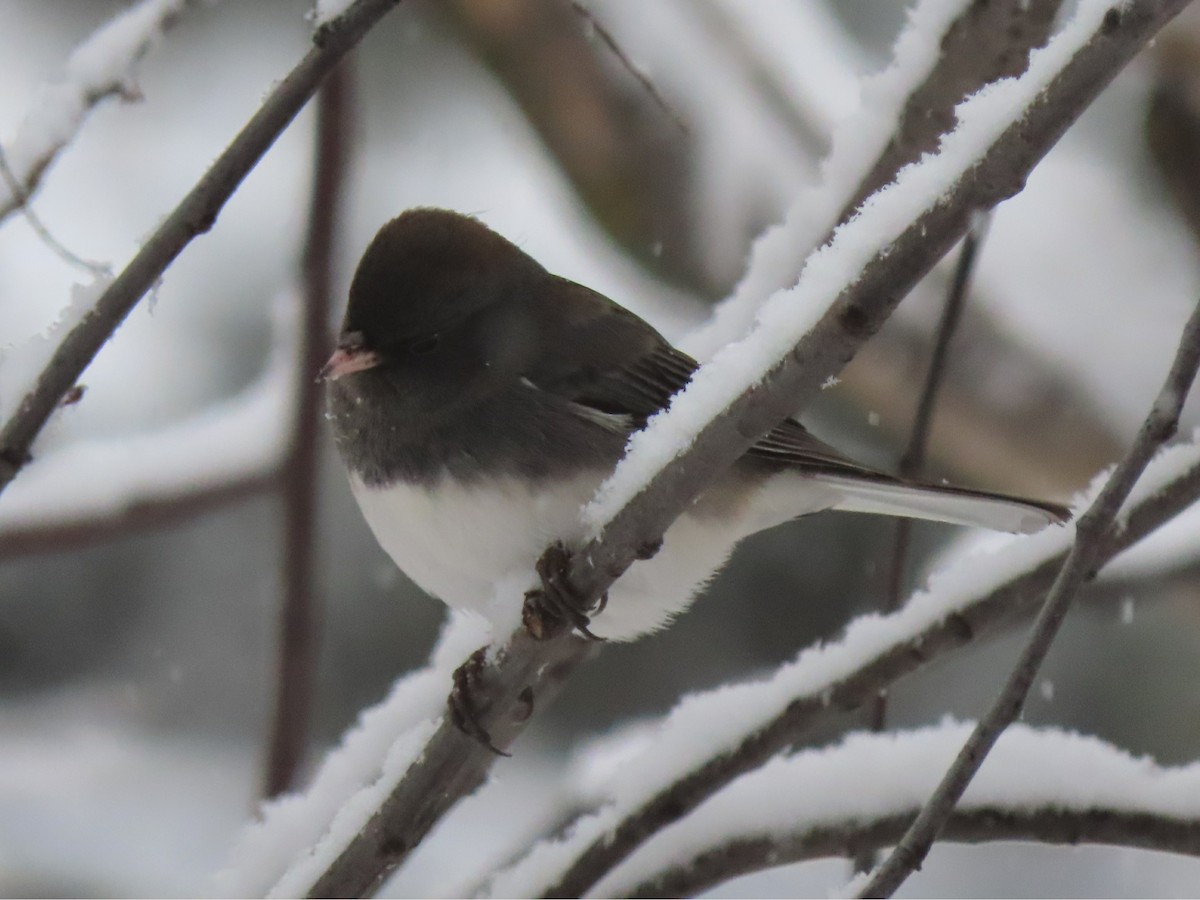 Dark-eyed Junco - ML611891777