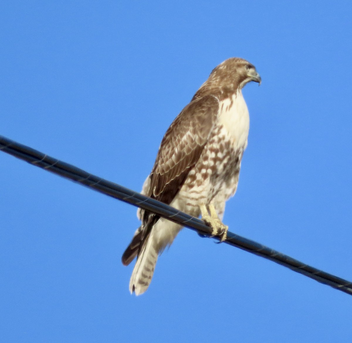 Red-tailed Hawk - ML611891801