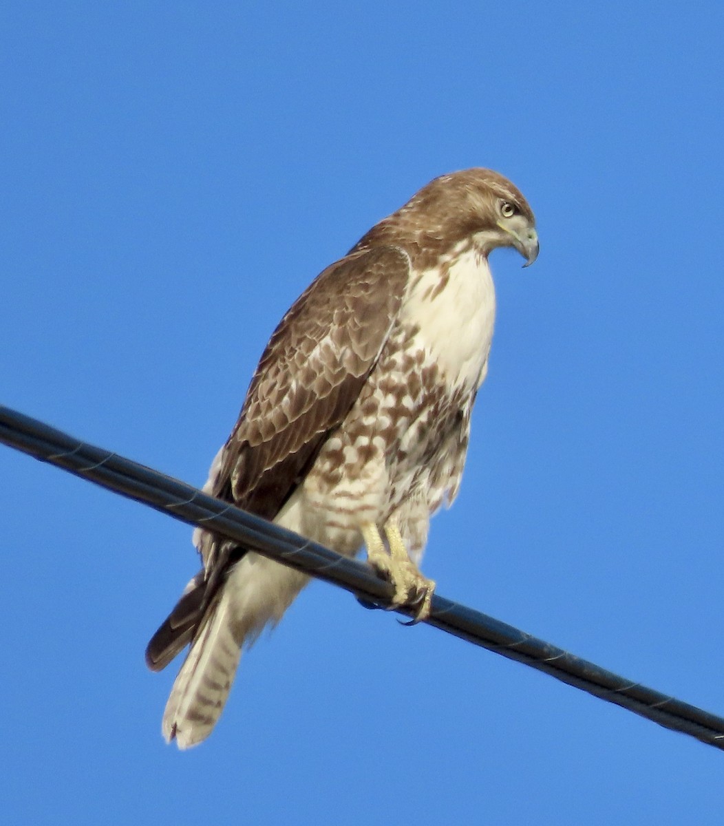 Red-tailed Hawk - ML611891802
