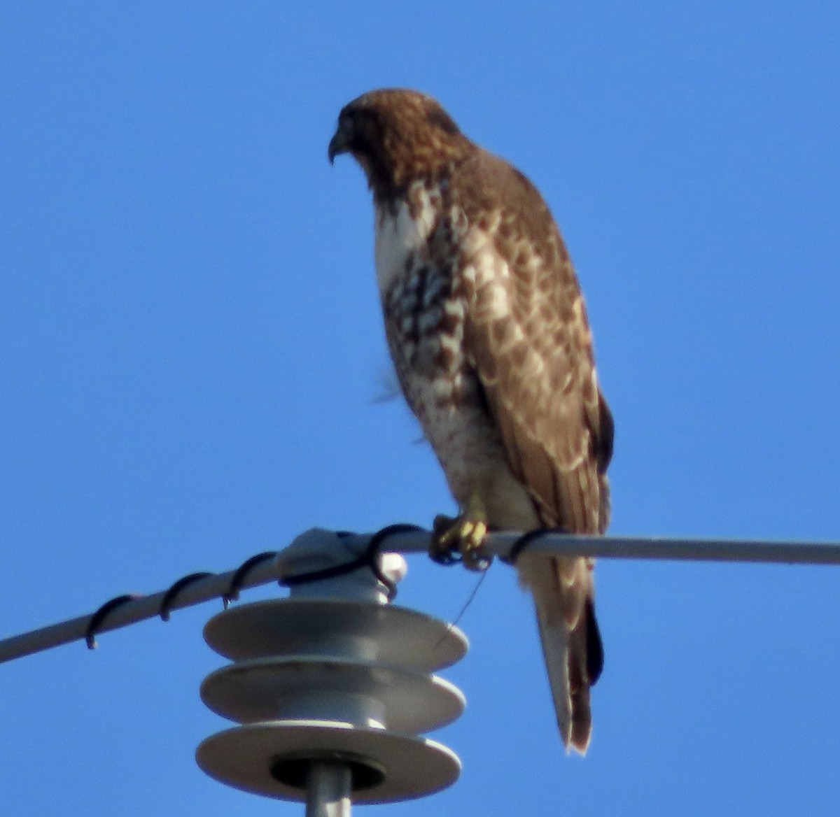 Red-tailed Hawk - ML611891803