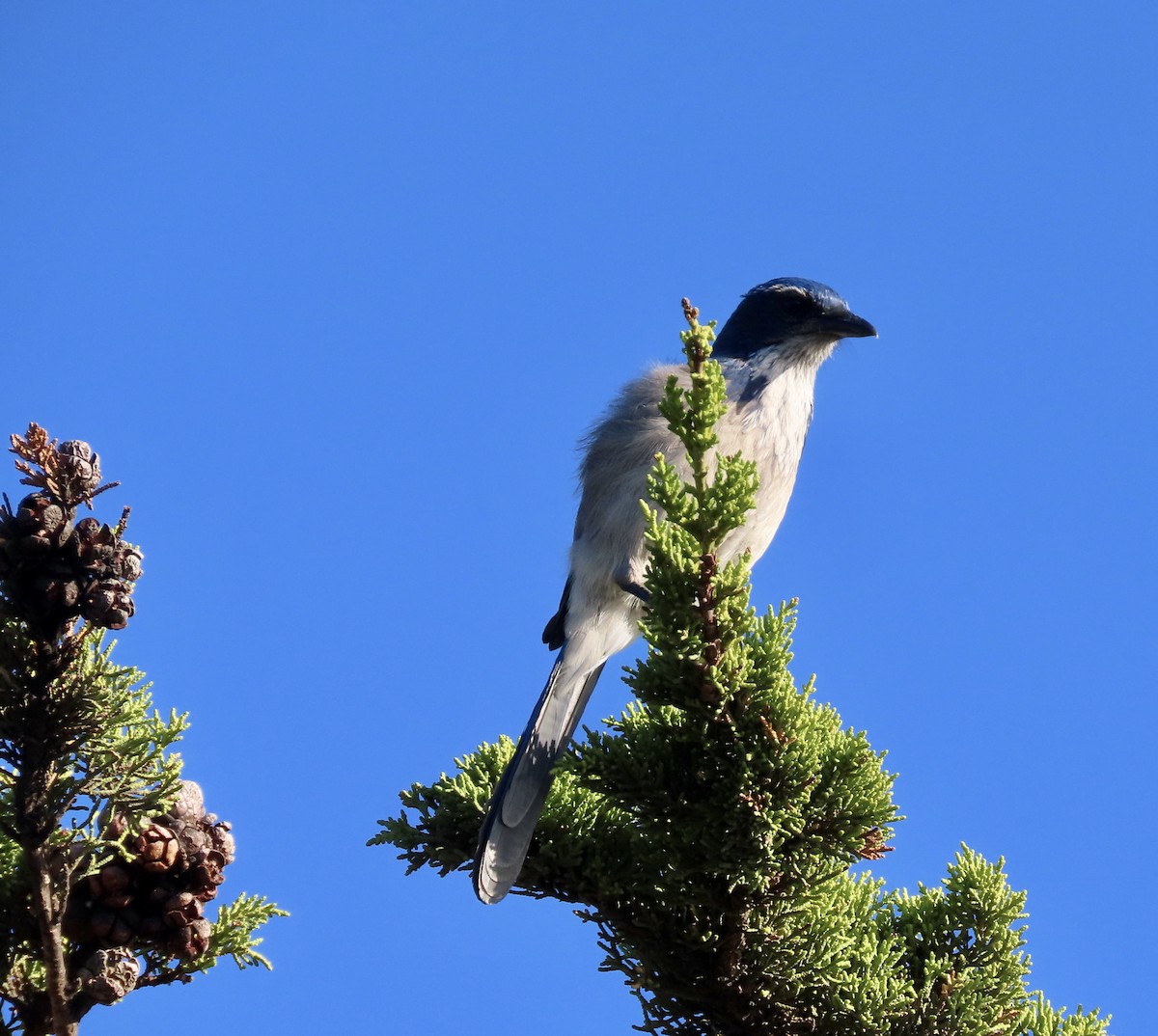 California Scrub-Jay - ML611891815