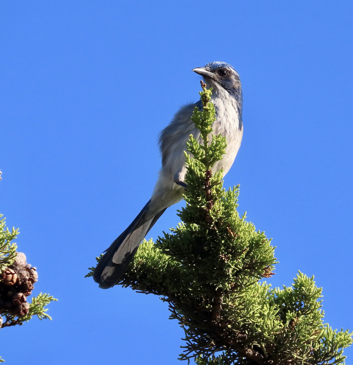 California Scrub-Jay - ML611891816