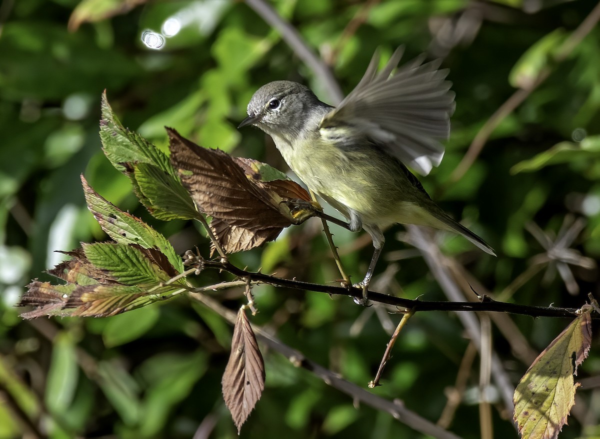 Orange-crowned Warbler - ML611891826