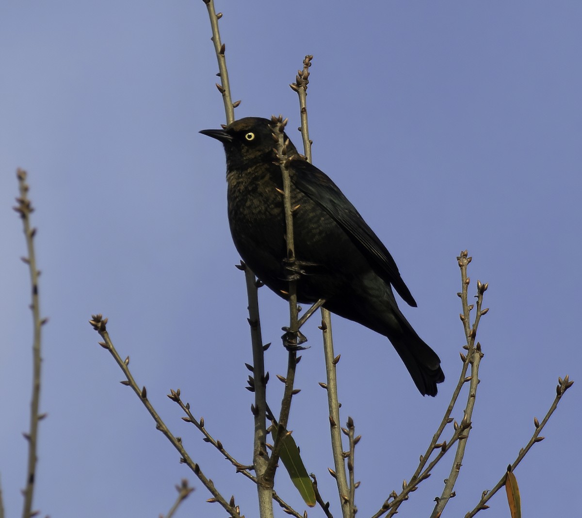 Rusty Blackbird - ML611891835