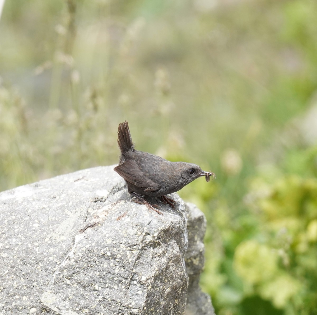 Magellanic Tapaculo - ML611891842