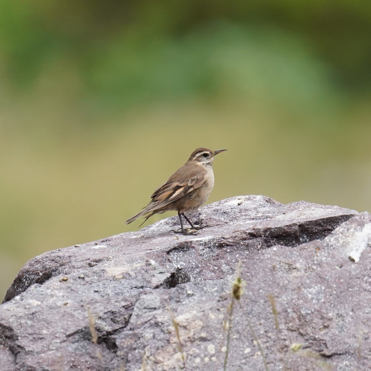 Buff-winged Cinclodes - ML611891866