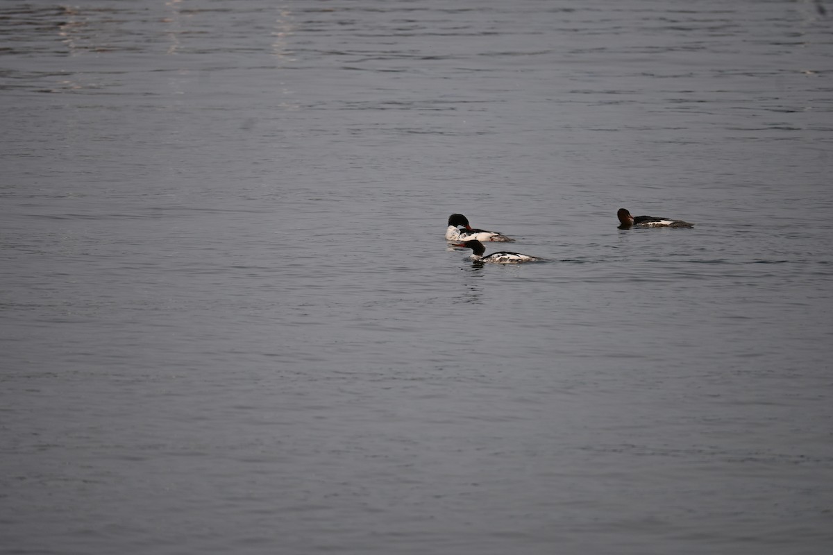 Common Merganser - ML611891904