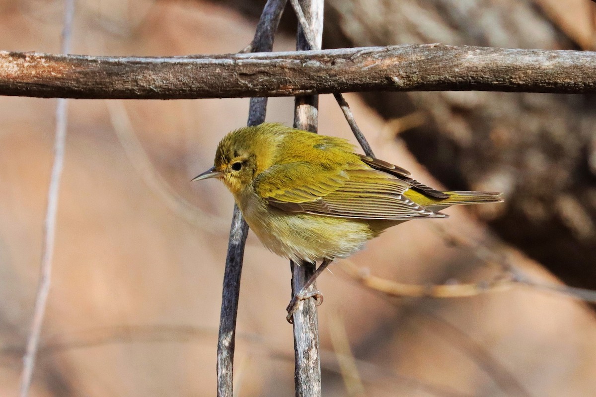 Tennessee Warbler - ML611891932