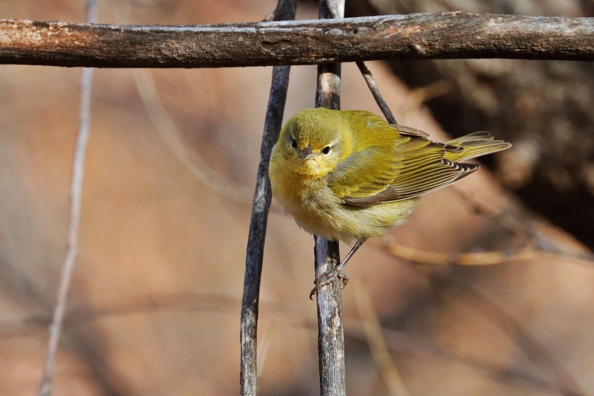 Tennessee Warbler - ML611891933