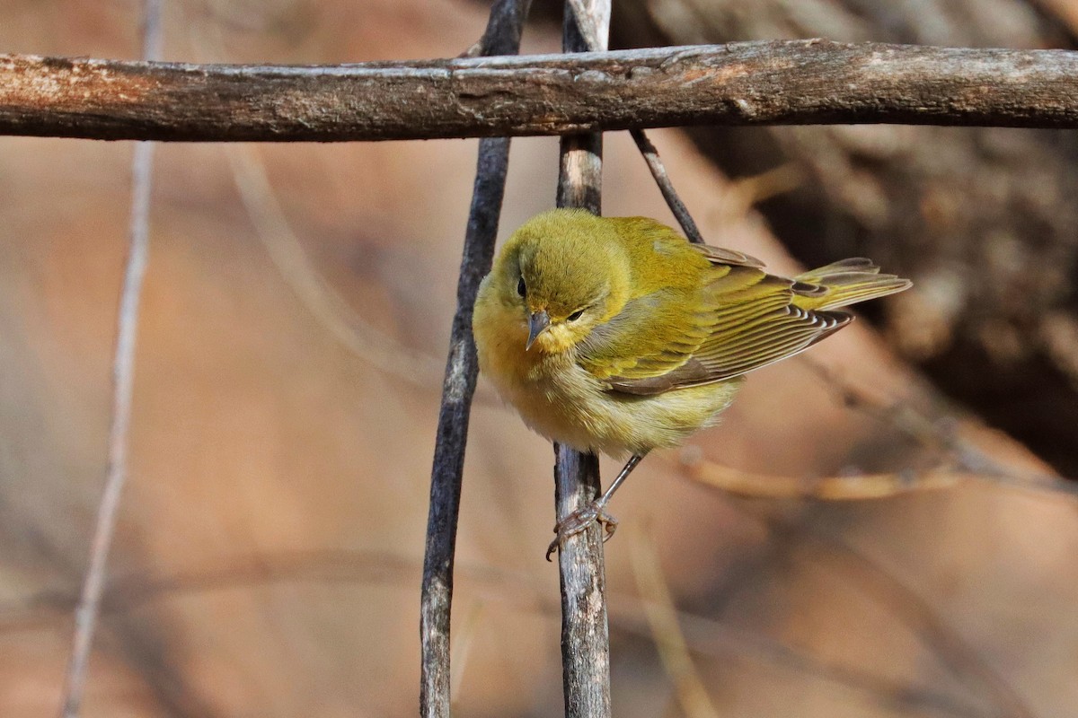 Tennessee Warbler - ML611891934