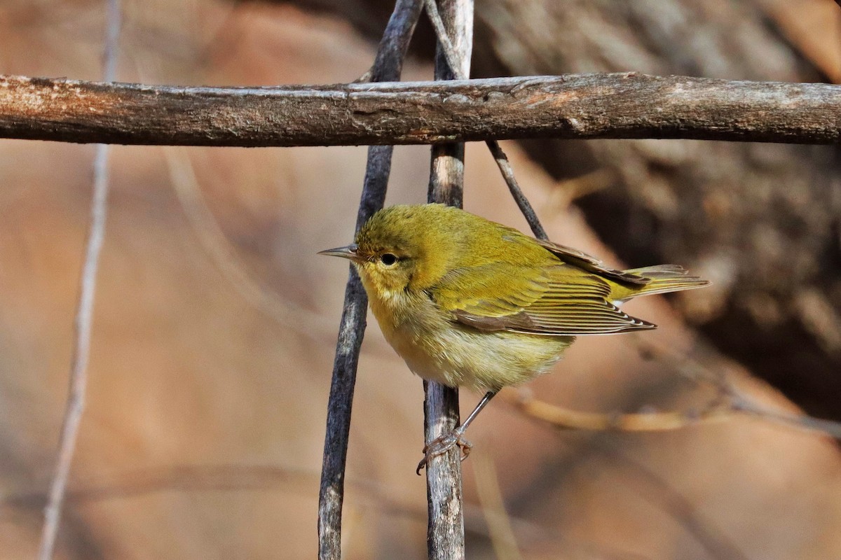 Tennessee Warbler - ML611891935