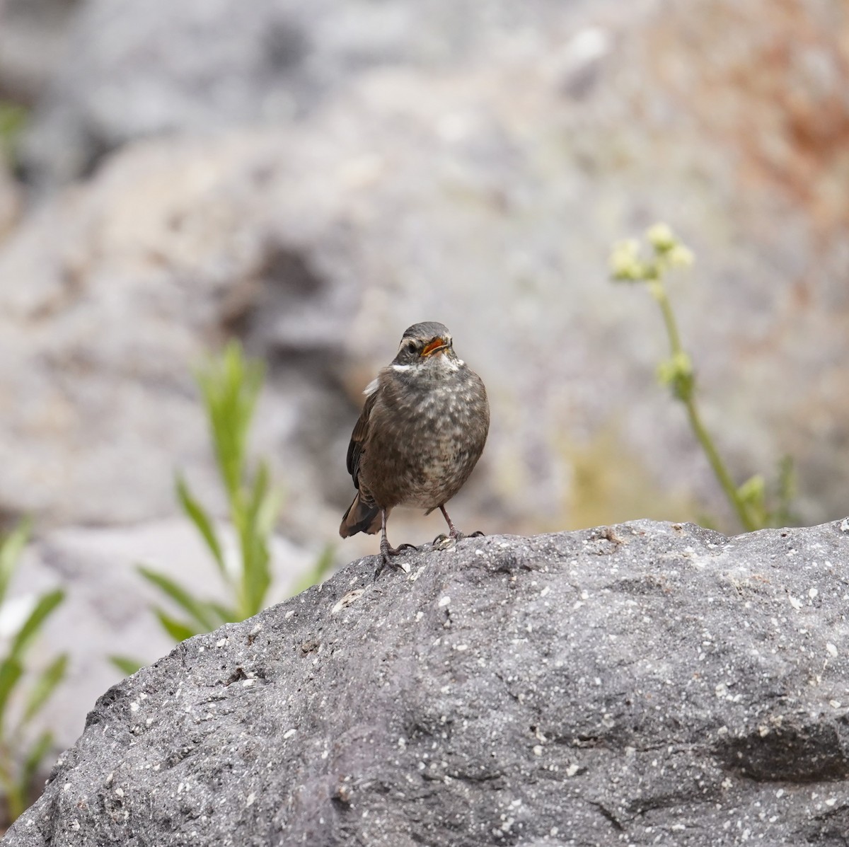 Remolinera Araucana - ML611891939