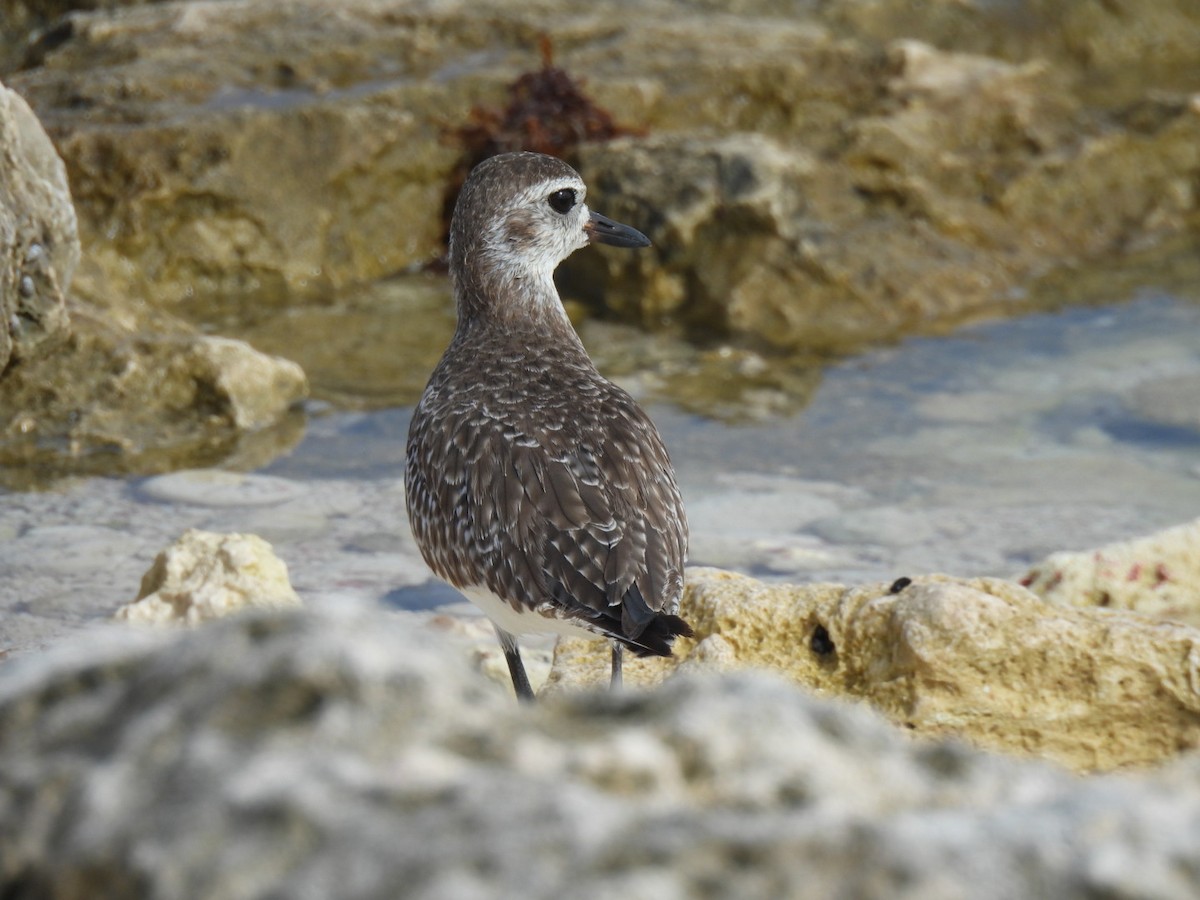 Black-bellied Plover - ML611891989