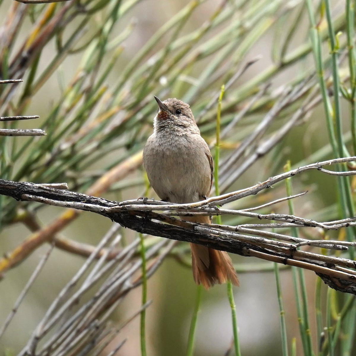 Sharp-billed Canastero - ML611891990