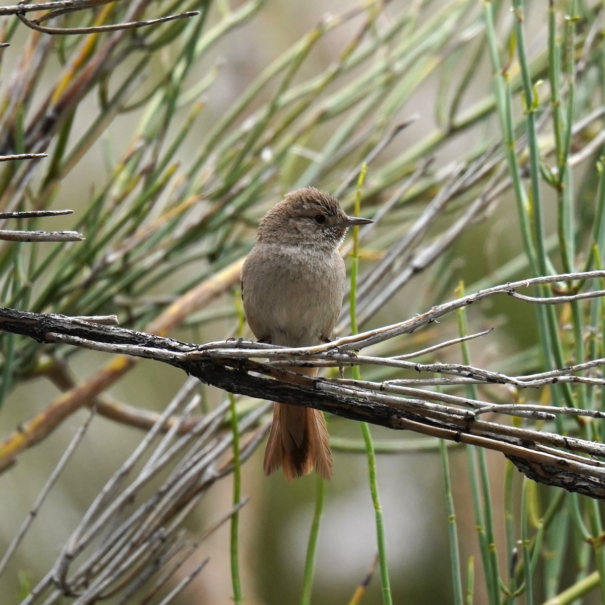 Sharp-billed Canastero - ML611891992