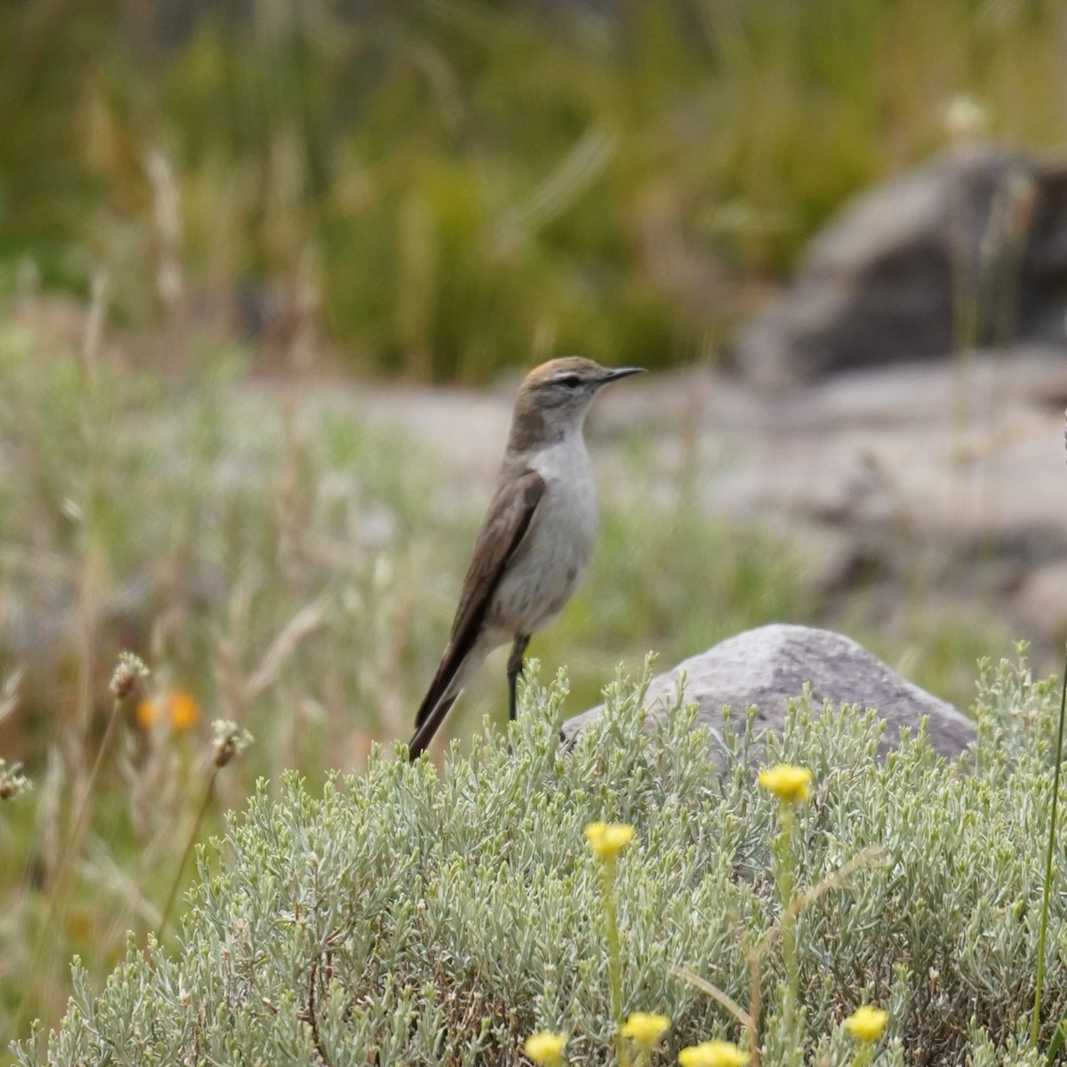 White-browed Ground-Tyrant - ML611892025