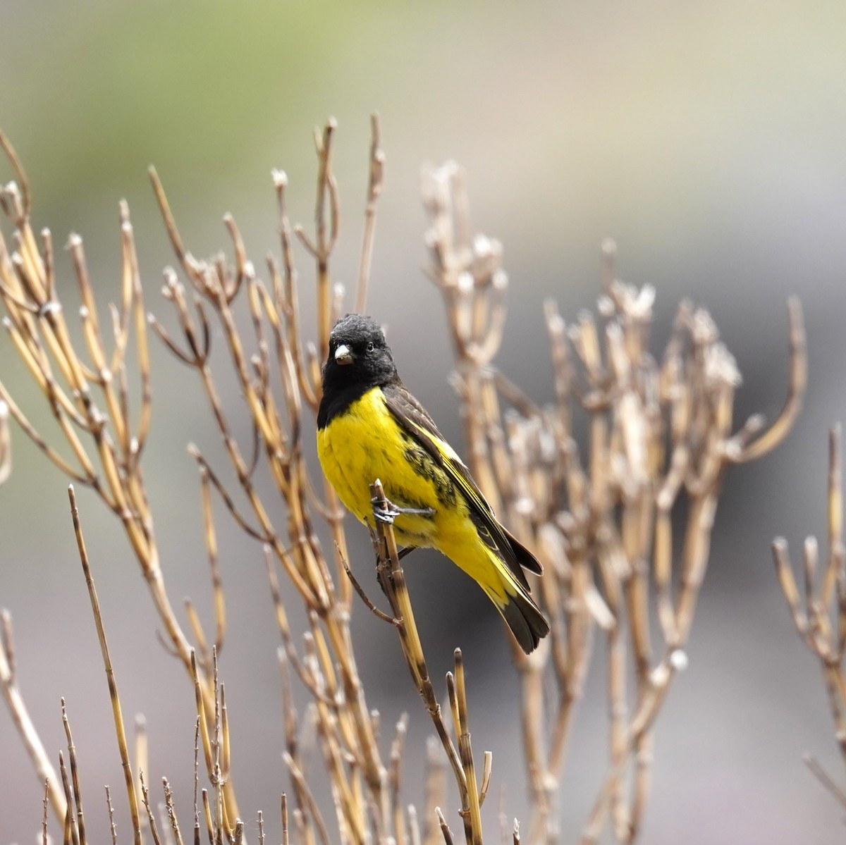 Yellow-rumped Siskin - Olivares Barraza