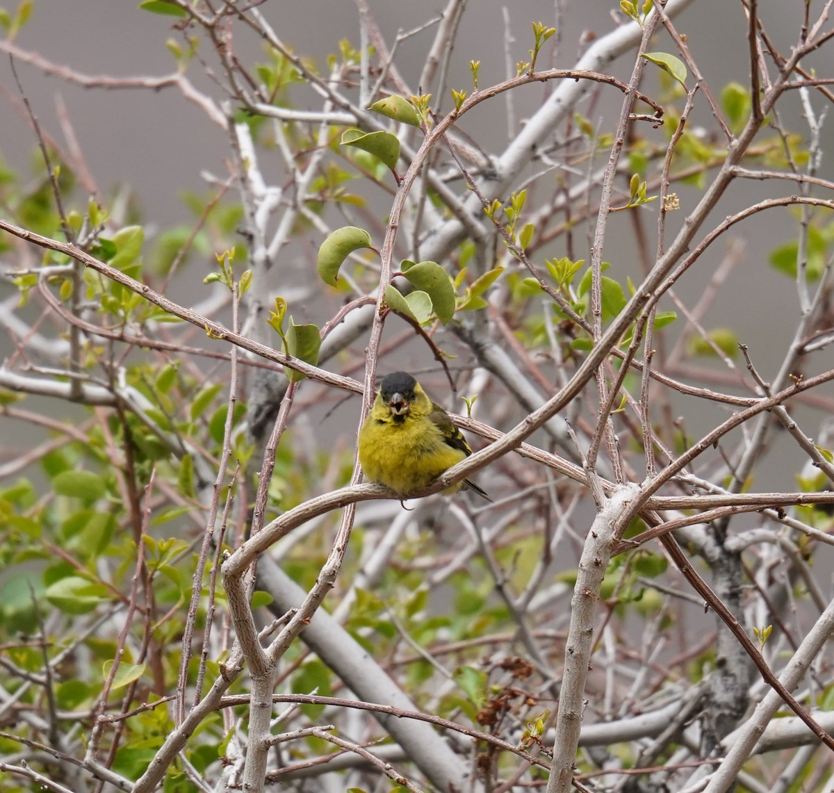 Black-chinned Siskin - ML611892113