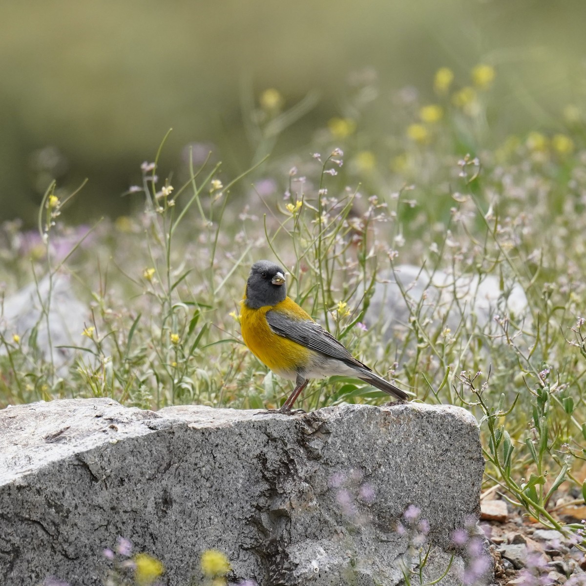 Gray-hooded Sierra Finch - ML611892124